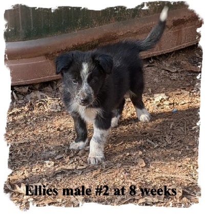 ABCA B/W male Border Collie pup out of working stock